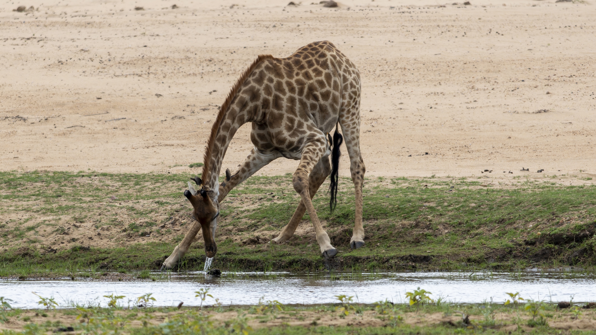 Kruger25 2025 11 04 13 24 40 ILCE 1M2 2103